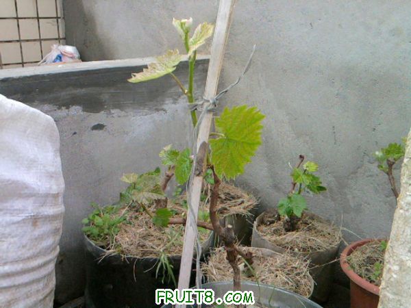 Ƭ0399.jpg