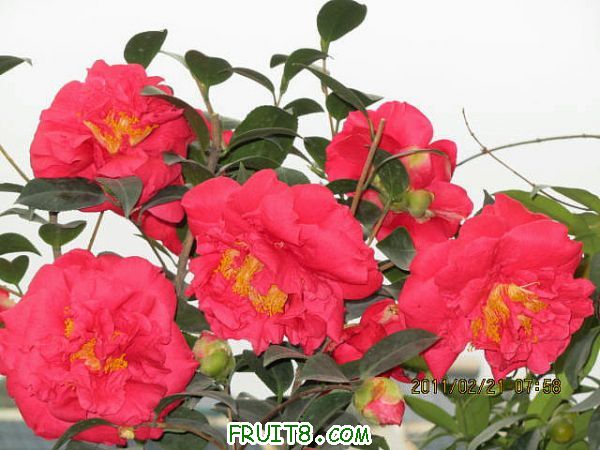IMG_1642_.JPG