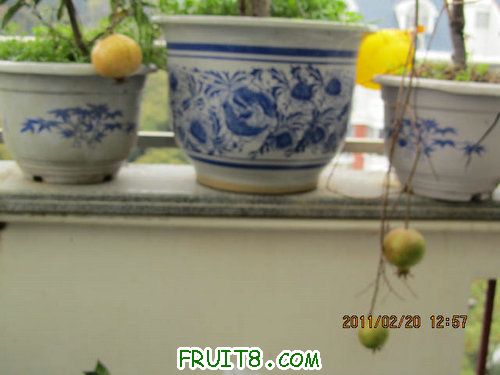IMG_1517.jpg