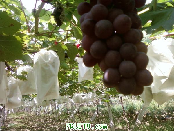 Ƭ-0020.jpg