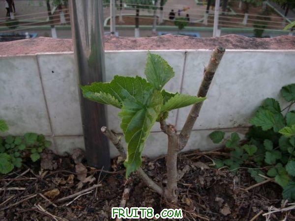 IMG_0027_nEO_IMG.jpg
