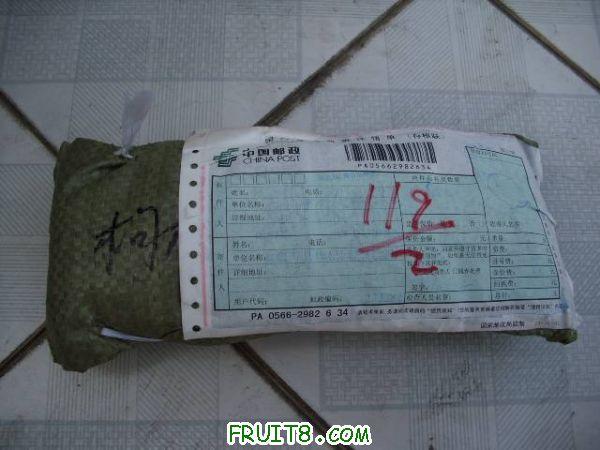 ĳ���̵Ĳ�ݮ�磨������©��һ��Ʒ�ֵ���û���ʼĸ��ң�