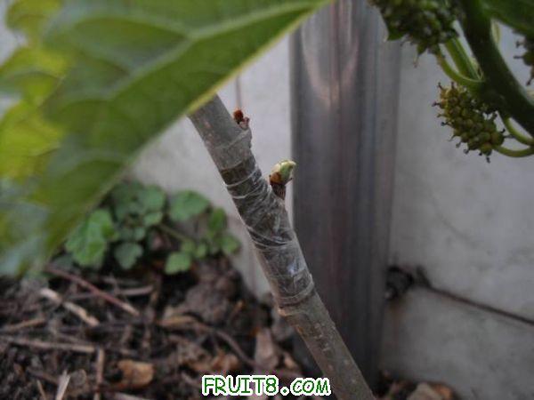 IMG_0029_nEO_IMG.jpg