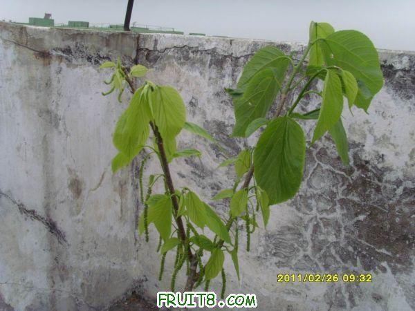 ������С SI850718.JPG