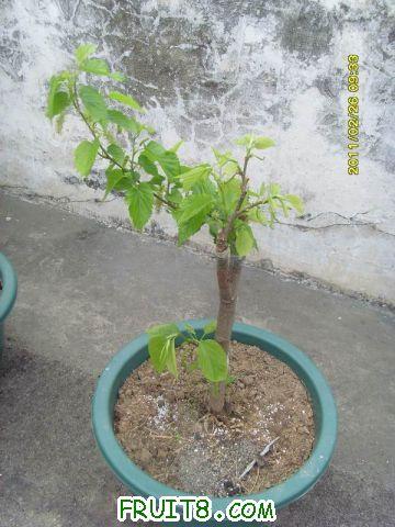 ������С SI850723.JPG
