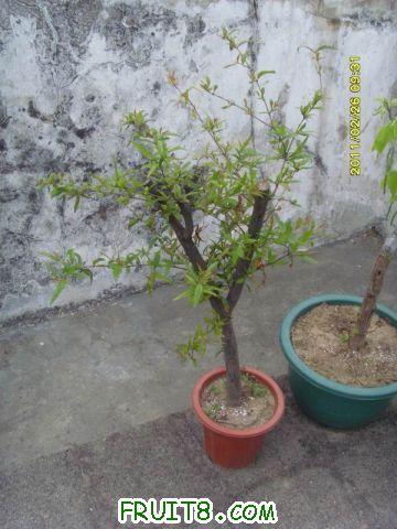 ������С SI850716.JPG
