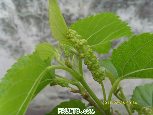 ������С SI850728.JPG