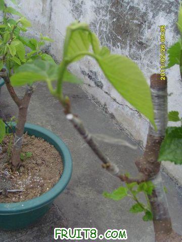 ������С SI850731.JPG