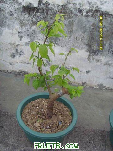 ������С SI850734.JPG