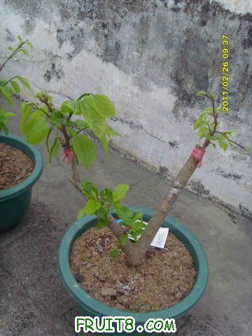 ������С SI850737.JPG