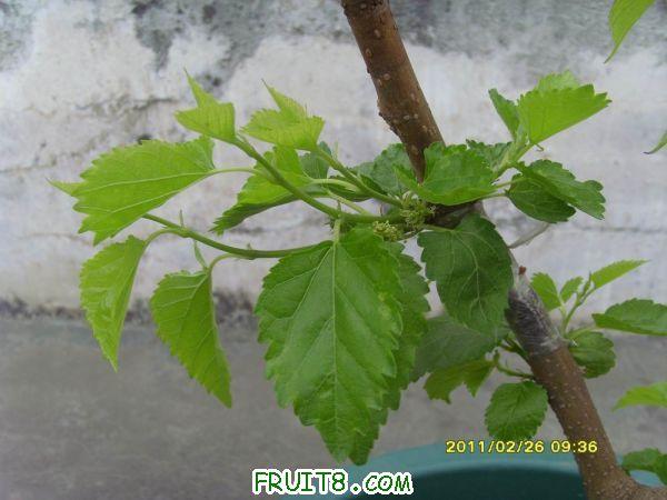 ������С SI850736.JPG