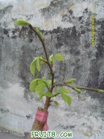 ������С SI850738.JPG