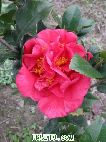 IMG_0263.jpg