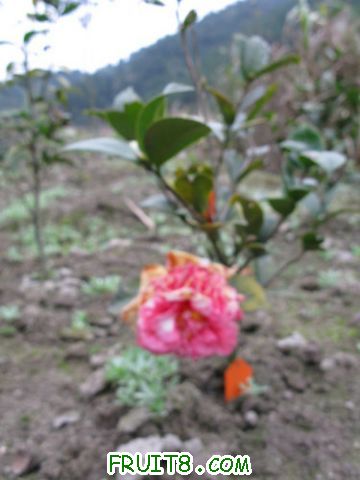 IMG_0266.jpg