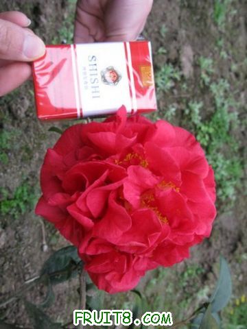 IMG_0273.jpg