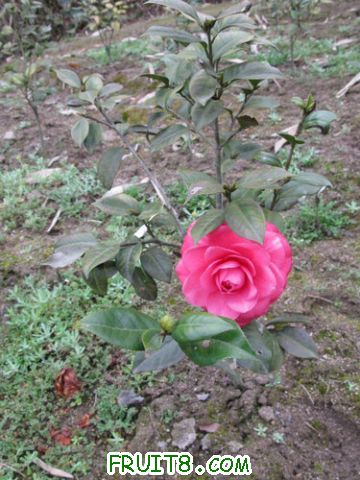 IMG_0289.jpg