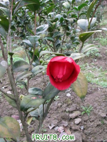 IMG_0314.jpg