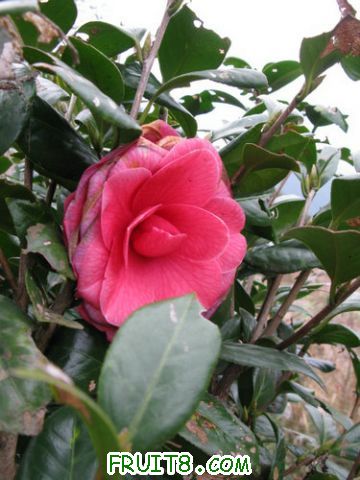 IMG_0394.jpg