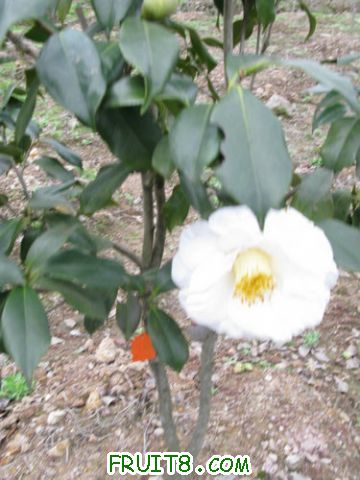 IMG_0463.jpg