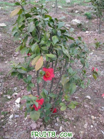 IMG_0467.jpg