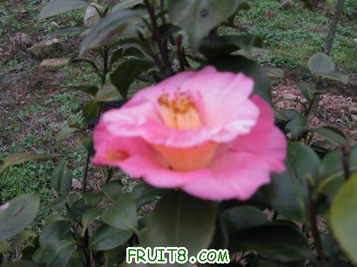 IMG_0475.jpg