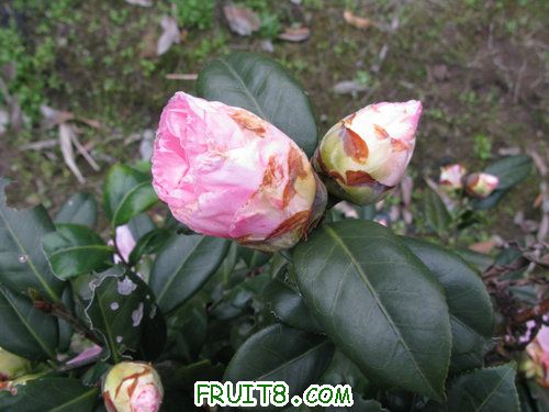IMG_0518.jpg