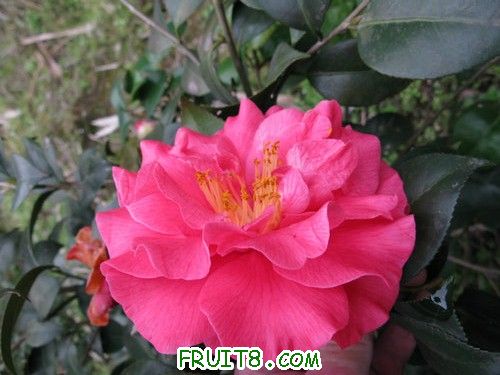 IMG_0523.jpg
