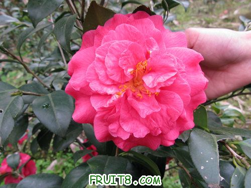 IMG_0525.jpg