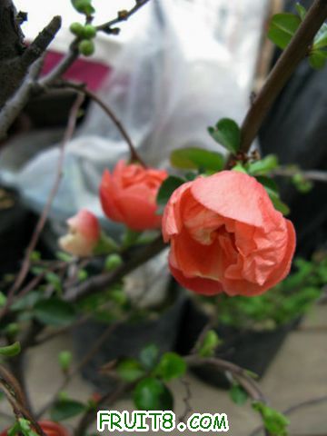 IMG_0694.jpg