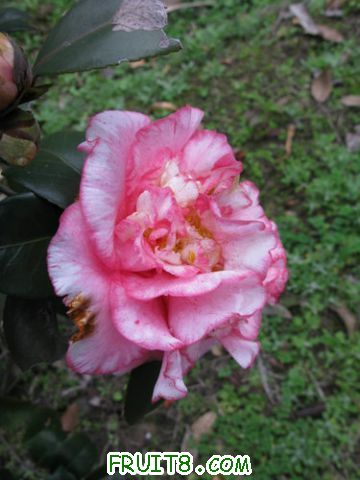 IMG_0581.jpg
