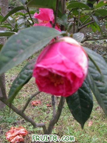 IMG_0596.jpg