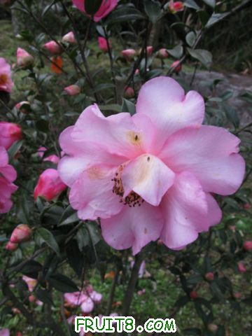 IMG_0621.jpg