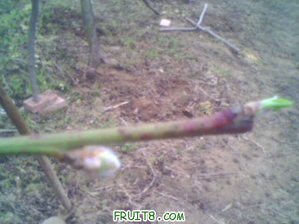 IMG0043A.jpg