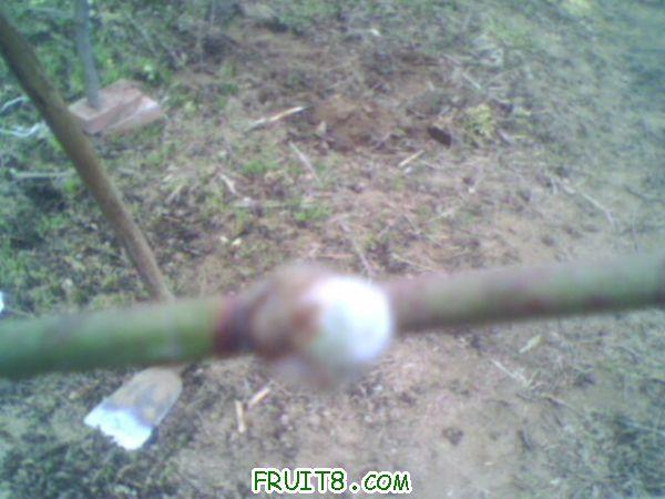IMG0042A.jpg