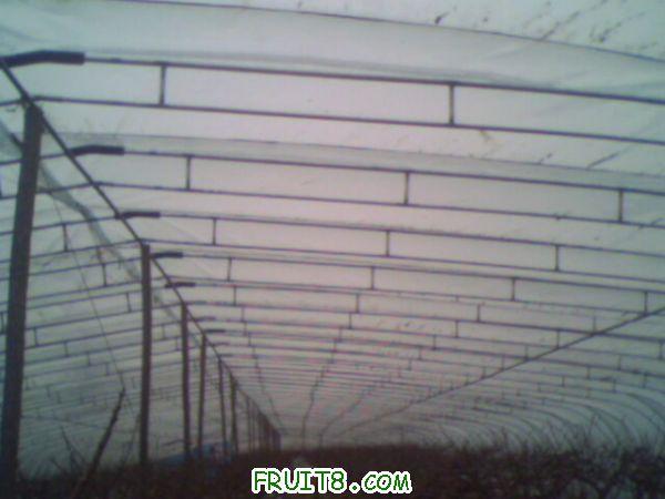 IMG0046A.jpg