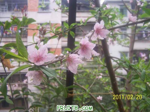 С 100_2914.JPG