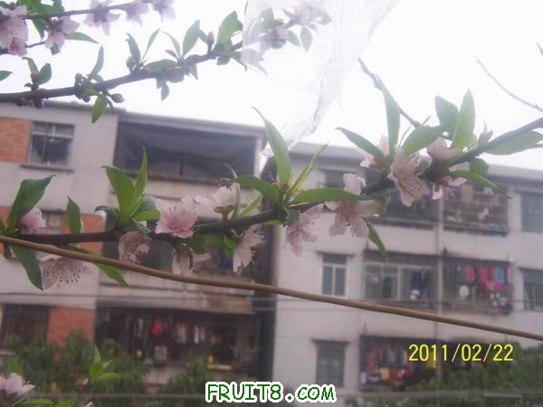 С 100_2931.JPG