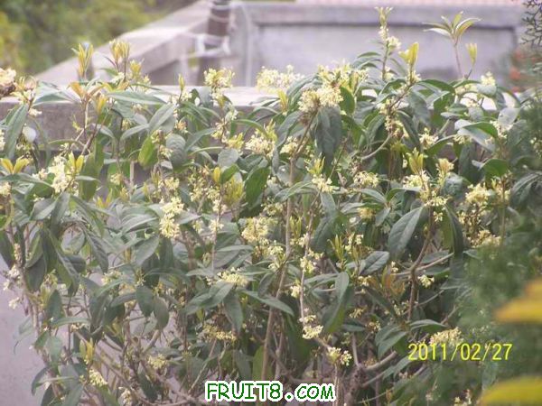С 100_3063.JPG