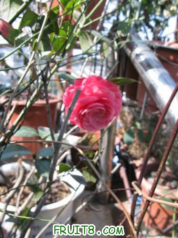 IMG_0745.jpg