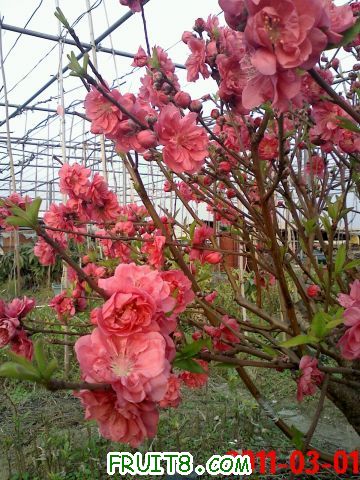 20110301173307.jpg