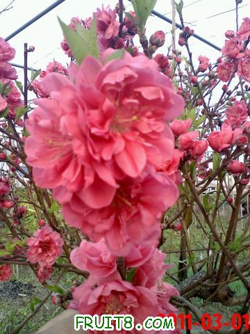 20110301173346.jpg
