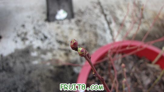 IMG_0387.jpg