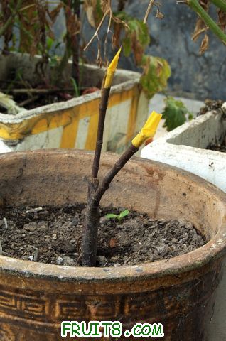 DSC_4771x.jpg