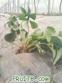 IMG0033A.jpg