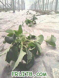 IMG0035A.jpg