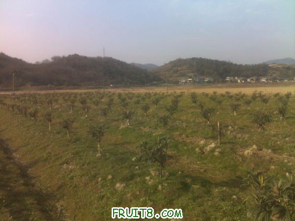20110305269.jpg
