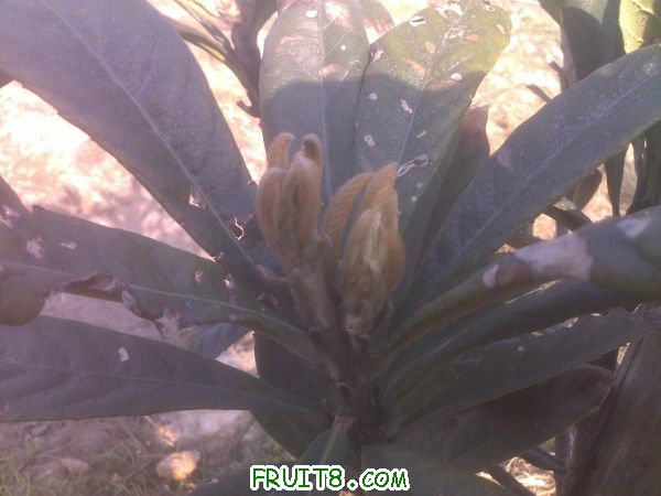 20110305266.jpg