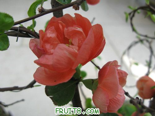 IMG_2675.JPG
