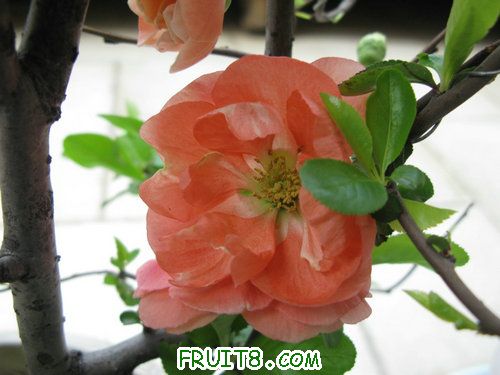 IMG_2663.JPG