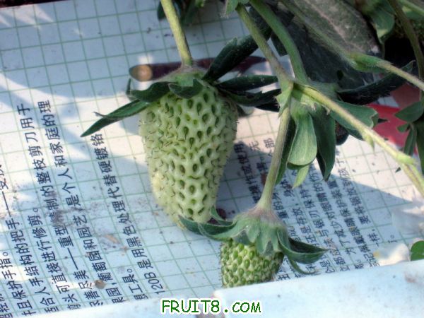 Ƭ 052.JPG